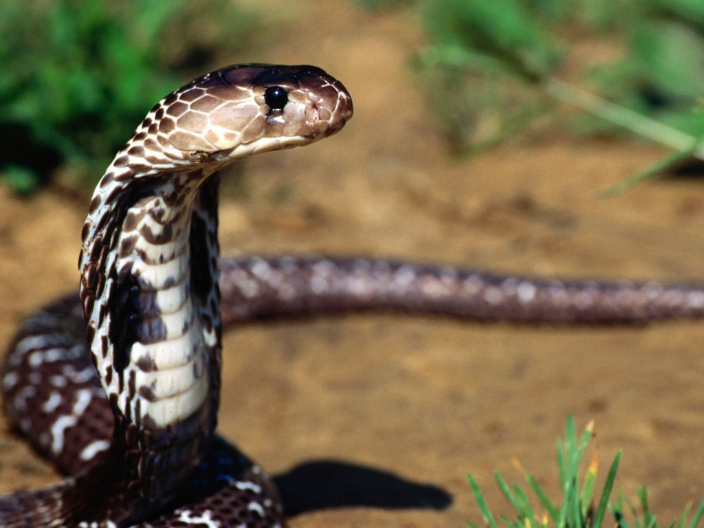 serpent pour animation